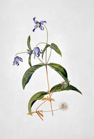 Compatible Floral for JAHRRIESNGE flowers-lpf07040 Compatible Floral JAHRRIESNGE for flowers-lpf07040