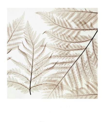 Compatible Floral for JAHRRIESNGE flowers-lpf07208 Compatible Floral JAHRRIESNGE for flowers-lpf07208