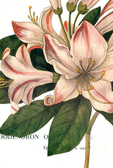 Compatible Floral for JAHRRIESNGE flowers-lpf07282 Compatible Floral JAHRRIESNGE for flowers-lpf07282