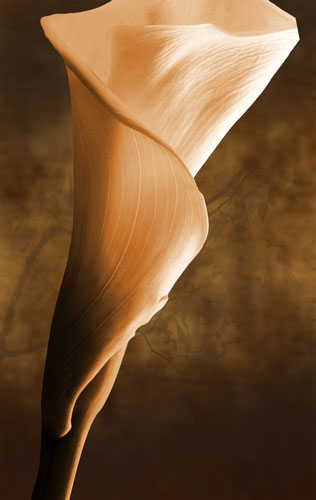 Compatible Floral for JAHRRIESNGE flowers-lpf07592 Compatible Floral JAHRRIESNGE for flowers-lpf07592