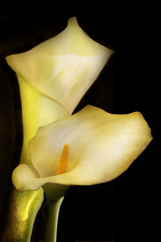 Compatible Floral for JAHRRIESNGE flowers-lpf07603 Compatible Floral JAHRRIESNGE for flowers-lpf07603