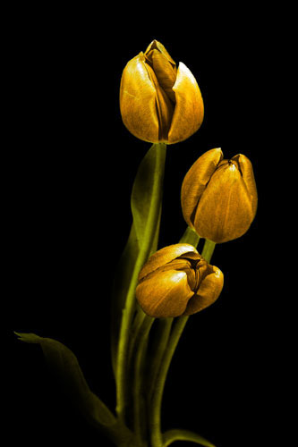 Compatible Floral for JAHRRIESNGE flowers-lpf07604 Compatible Floral JAHRRIESNGE for flowers-lpf07604