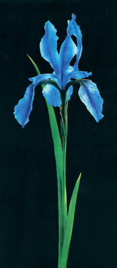 Compatible Floral for JAHRRIESNGE flowers-lpf07697 Compatible Floral JAHRRIESNGE for flowers-lpf07697