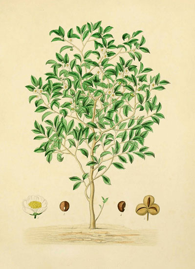 Compatible Floral for JAHRRIESNGE flowers lpf07934 Compatible Floral JAHRRIESNGE for flowers lpf07934