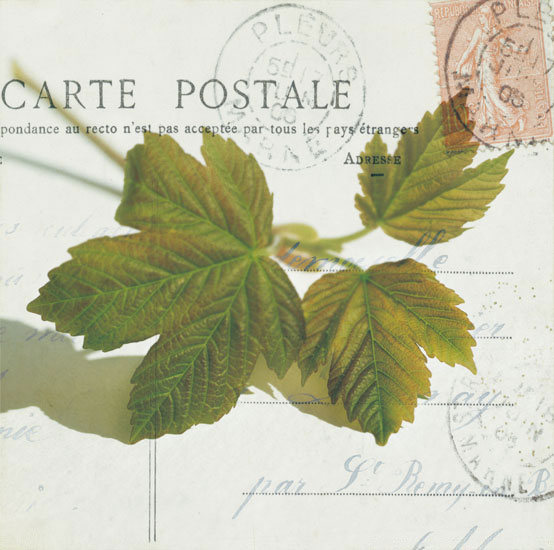 Compatible Floral for JAHRRIESNGE leaves lpf07937 Compatible Floral JAHRRIESNGE for leaves lpf07937