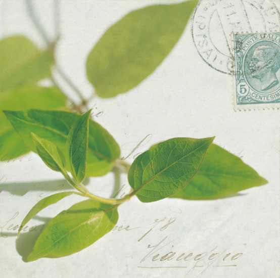 Compatible Floral for JAHRRIESNGE leaves lpf07938 Compatible Floral JAHRRIESNGE for leaves lpf07938