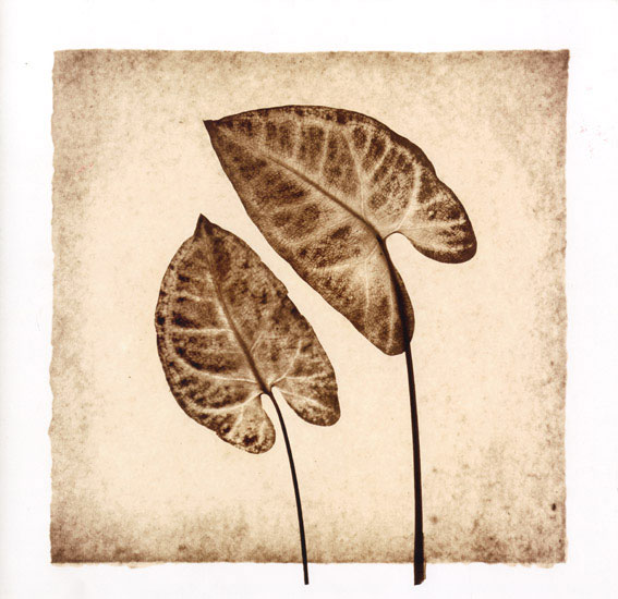 Compatible Floral for JAHRRIESNGE leaf lpf08073 Compatible Floral JAHRRIESNGE for leaf lpf08073