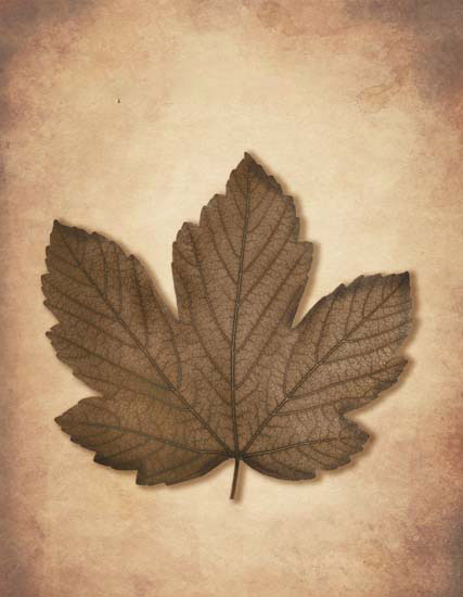 Compatible Floral for JAHRRIESNGE leaf lpf08078 Compatible Floral JAHRRIESNGE for leaf lpf08078