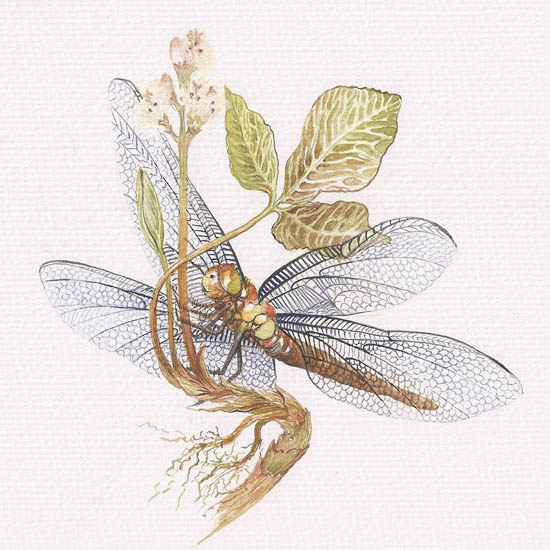 Compatible Animals for Jahrriesnge dragonfly lpf08678 Compatible Animals Jahrriesnge for dragonfly lpf08678