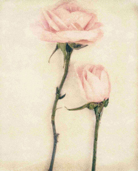 Compatible Floral for JAHRRIESNGE flowers lpf09640 Compatible Floral JAHRRIESNGE for flowers lpf09640