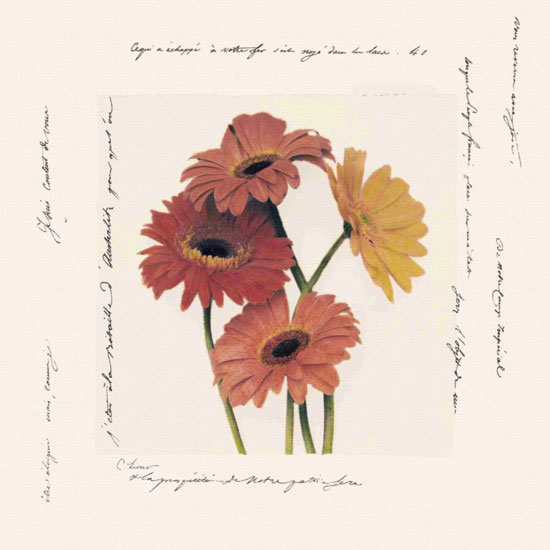 Compatible Floral for JAHRRIESNGE flowers lpf09641 Compatible Floral JAHRRIESNGE for flowers lpf09641