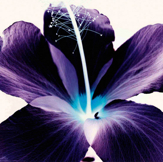 Compatible Floral for JAHRRIESNGE flowers lpf09990 Compatible Floral JAHRRIESNGE for flowers lpf09990