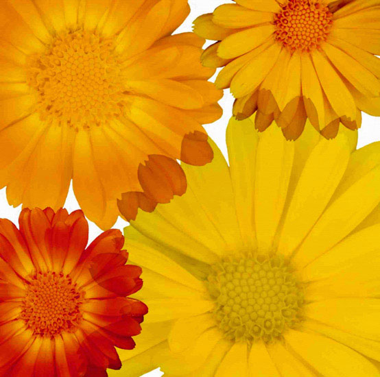 Compatible Floral for JAHRRIESNGE flowers lpf10083 Compatible Floral JAHRRIESNGE for flowers lpf10083