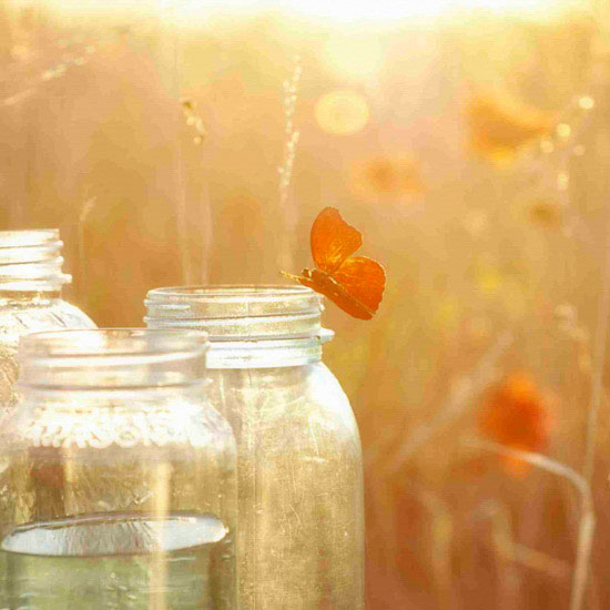 Compatible Portrait for Jahrriesnge butterfly lpf10494 Compatible Portrait Jahrriesnge for butterfly lpf10494