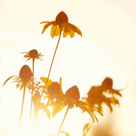 Compatible Portrait for Jahrriesnge flowers lpf10496 Compatible Portrait Jahrriesnge for flowers lpf10496