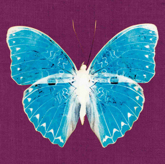 Compatible Animals for Jahrriesnge butterfly lpf10549 Compatible Animals Jahrriesnge for butterfly lpf10549