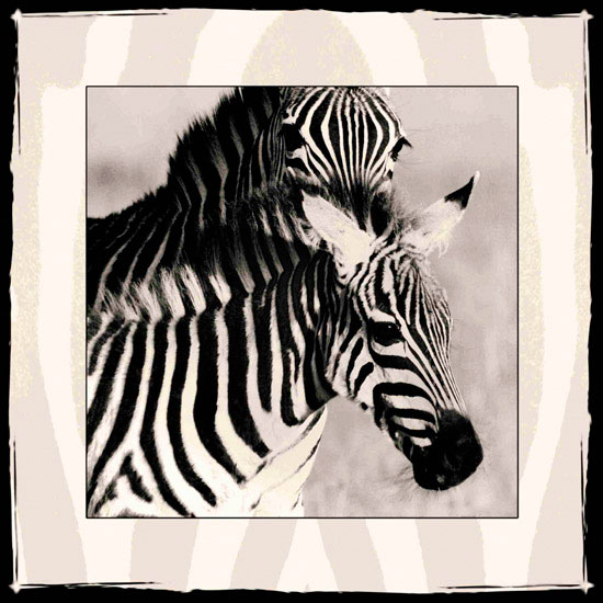 Compatible Animals for Jahrriesnge zebra lpf10649 Compatible Animals Jahrriesnge for zebra lpf10649