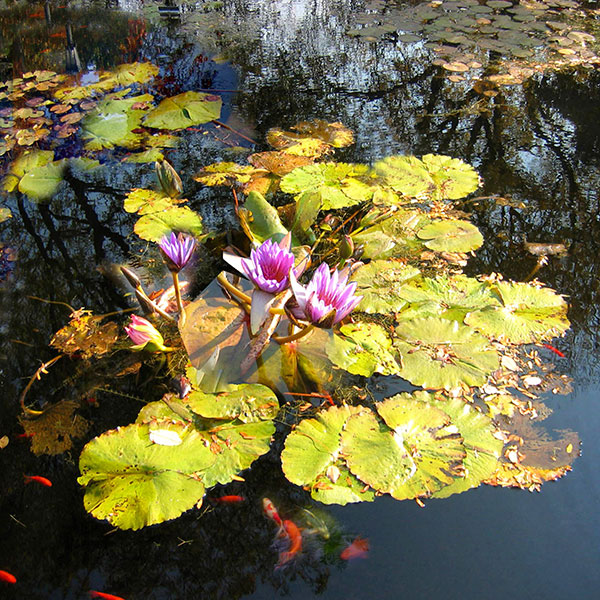 Compatible Still Life for Jahrriesnge flowers lpg2516 Compatible Still Life Jahrriesnge for flowers lpg2516